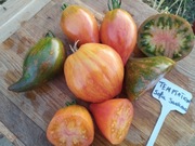 TEMPTATION  nasiona Pomidor Kolekcjonerski