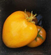 Minusinsk Mango Pomidor Kolekcjonerski słodki owoc