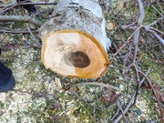 Drzewo orzech konary