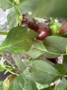 Nasiona papryki Cherry Bomb Chocolate