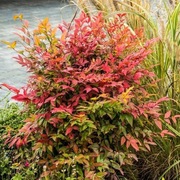 Bambus Mrozoodporny Nandina