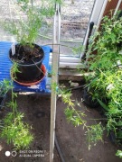 Asparagus sprengeri nr 1 dł 40 cm