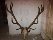 Poroże jelenia i zrzuty