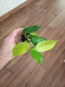 Ficus fikus Benjamina Esther 