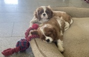 Cavalier King Charles Spaniel ZKwP FCI
