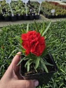 Goździk, bylina - czerwony, niski, pachnący 