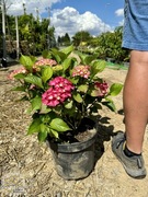 Hortensja ogrodowa / Hydrangea macrophylla 'Alpenglühen' / 40-60cm