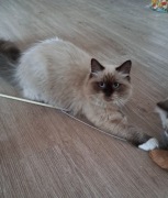 Kotka neva masquerade kot syberyjski mitted colorpoint