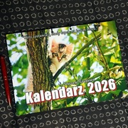 Polski Kalendarz 2026 Koty