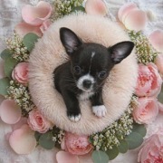 Chihuahua sunia krótkowłosa