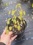 Epimedium czerwone 