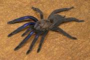 Chilobrachys natanicharum „Electric Blue” ~4,5DC samica ptasznik pająk 