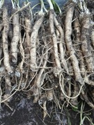 Chrzan pospolity,dziki, ostry sadzonki,korzeń chrzanu 