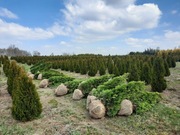 Tuja Smaragd 180-350 cm, 20 zł/szt, likwidacja plantacji