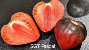 SGT Pascal pomidor nasiona
