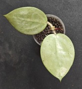 Hoya verticillata Silver Heart - sadzonka ukorzeniona