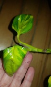Epipremnum neon joy kiwi cięta 