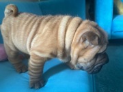SHARPEI shar - pei szczeniak u nas w domu FCI rodowód czeka na Ciebie