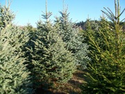 Choinki z plantacji Świerk Srebrny Cięty 200-250 cm