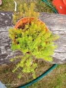 Rozchodniki ościsty angelina