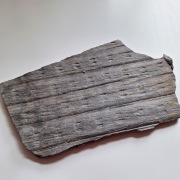 Skamieniałość duży odcisk Sigillaria Syringodendron