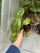 Monstera adansonii mint marmurkowa