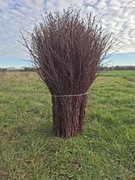 Miotły Brzozowe Miotła brzozowa Solidny Gruby Splot do Sprzątania