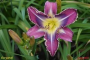 Hemerocallis / Liliowiec: Gargamel