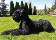 Sznaucer olbrzym szczenięta FCI