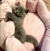 Kot brytyjski z rodowodem