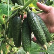 Ogórek Ilonara F1 - Nasiona Holenderskie