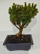 Bonsai Picea Abies, odmiana karłowa.Unikat!!! 0