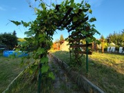 Działka ROD Czeladź ogródek działkowy 