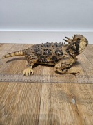 Jaszczurki gumowe - 30 cm. Dwie sztuki