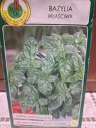 Bazylia właściwa nasiona 