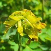 Kokorycz / Corydalis ellipticarpa „Anetka”
