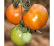 Pomidor Djena Lee's Golden - wyborny smak 