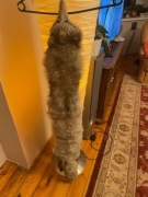 Lis cały srebrno - szary. Futro naturalne.