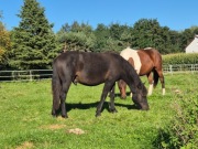 koń huculski Pacyfik wałach