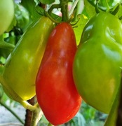 pomidor San Marzano nasiona kolekcjonerskie