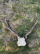 Poroże jelenia zrzuty myłkus wieniec trofea zrzut  rogi 