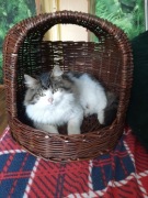 Domek wiklinowy dla pupila 