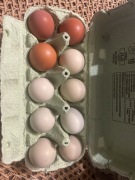 Jajka od kur z wolnego wybiegu