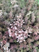 Rozchodnik biały (Sedum album) miododajny -3szt