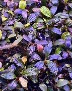 Bucephalandra sp. Dark Brown, sadzonka emersyjna 4-8 cm, również bez CO2