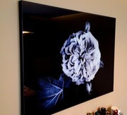 Obraz szklany Night Rose z BoConcept