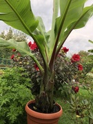 Bananowce z własnej chodowli 