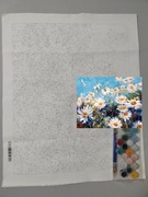 Malowanie po numerach 40x50 stokrotki