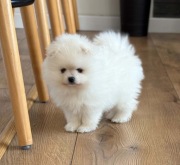 SZPIC MINIATUROWY POMERANIAN PIĘKNE SUNIE I PIESEK