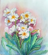 akwarela kwiaty prymulka